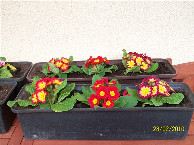 jaglac - lat. primula vulgaris 